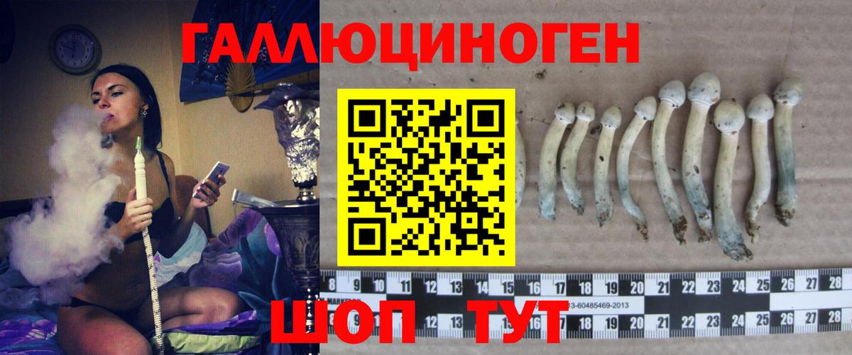 Псилоцибиновые грибы Cubensis Коркино